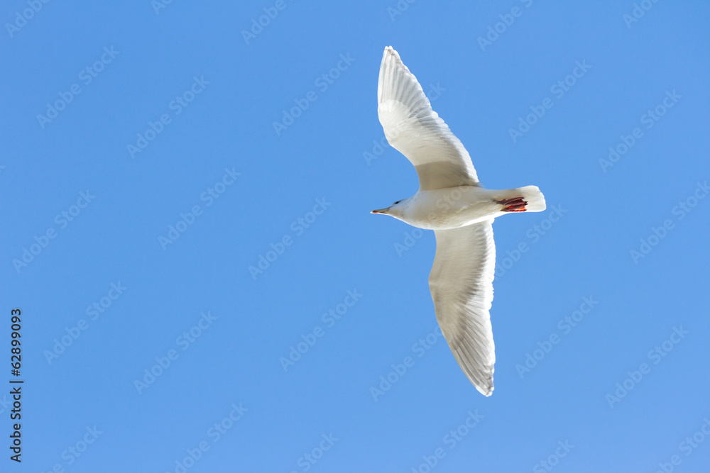 Obraz premium Glaucous winged Gull