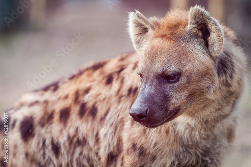 Hyène photo