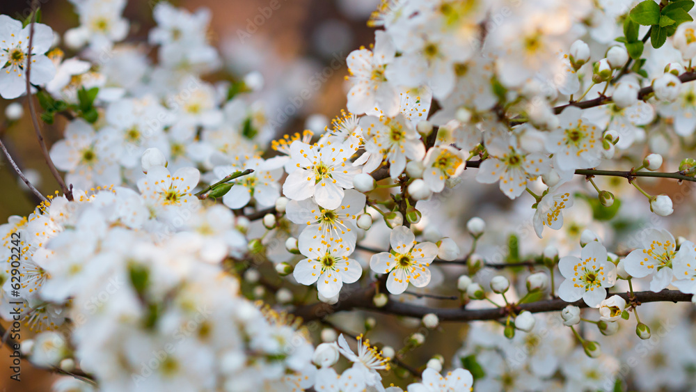 Obraz premium White spring flowers