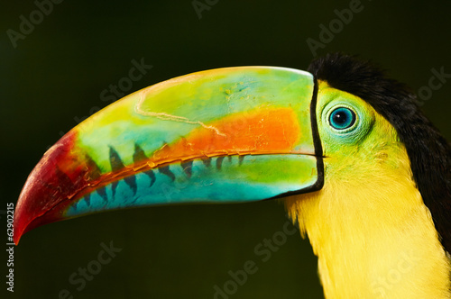 portrait of a toucan with a multicolor beak © lucaar