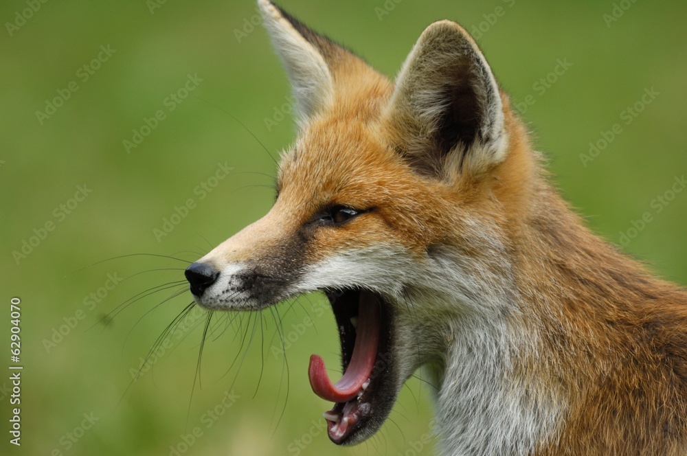 Vulpes vulpes Vulpes vulpes