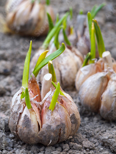 Sprouting garlic on ground