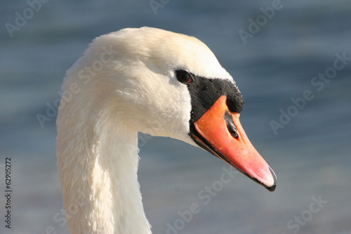 Beautiful swan head