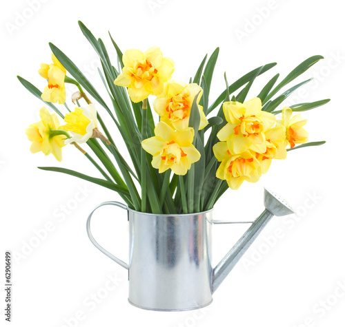 Fototapeta Naklejka Na Ścianę i Meble -  narcissus flowers in watering can