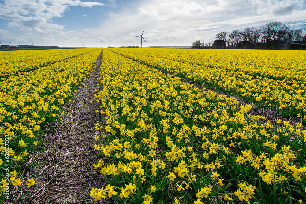 Obraz premium pretty field of daffodils in full bloom