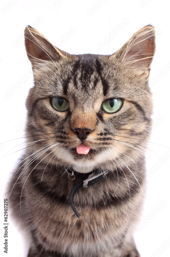 Cat with tongue sticking out