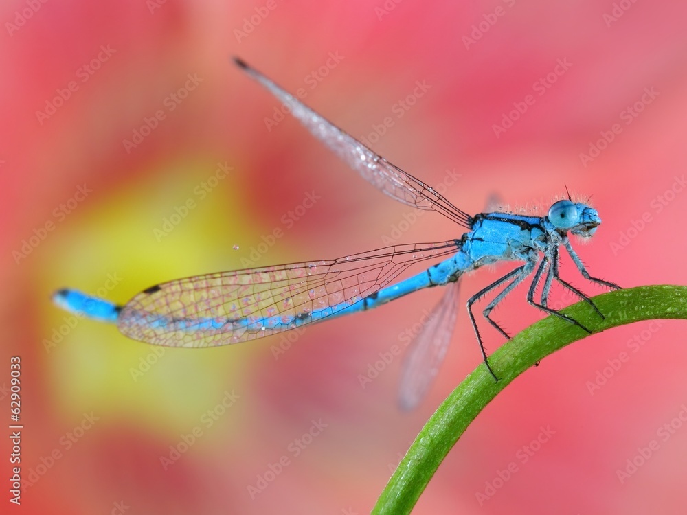 Blue damselfly macro closeup with pink flower background. Blue damselfly macro closeup with pink flower background.