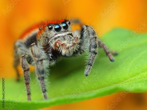 Jumping spider Phidippus whitmani close up