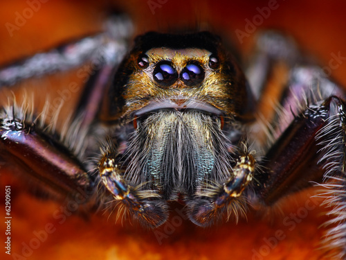 Hyllus diardy Biggest jumping spider in the world