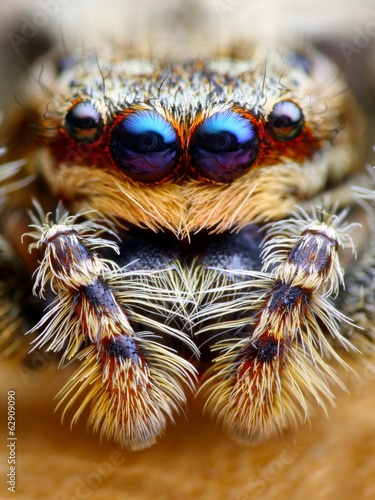 Marpissa muscosa jumping spider head closeup