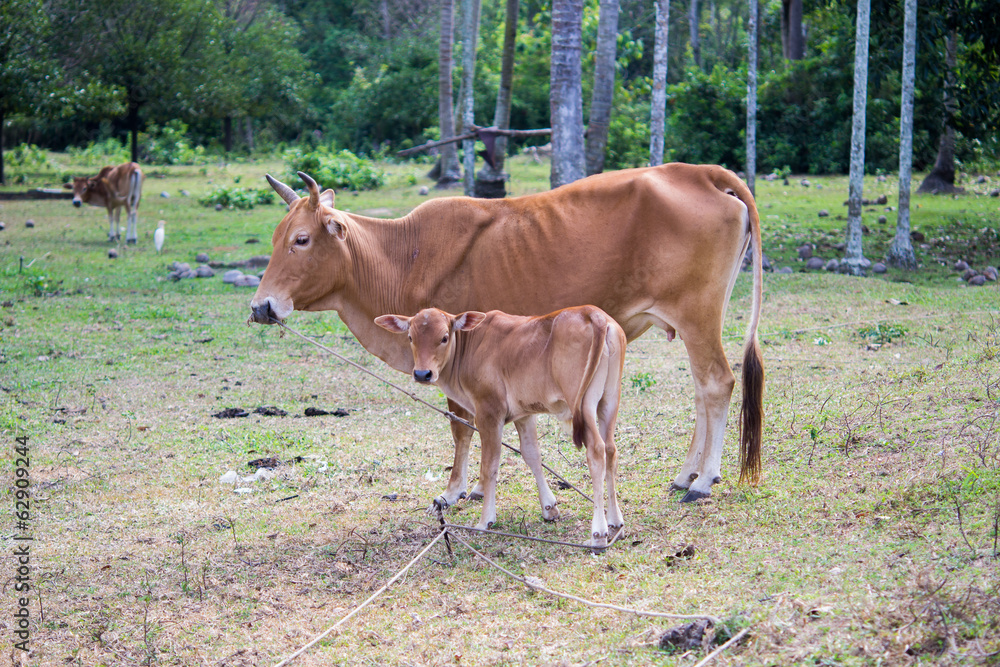 Thai native breed cow