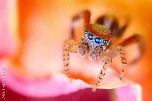 Saitis Barbipes mediterranean jumping spider close up photo