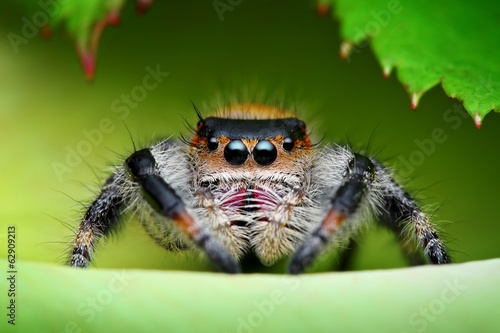 Jumping spider (Phidippus regius) in its natural environment photo