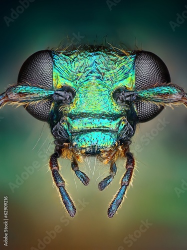 Extreme sharp and detailed view of green metallic bug