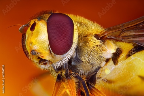Extreme sharp and detailed view of Hoverfly