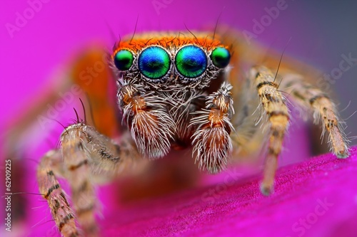 Mediterranean jumping spider (Saitis barbipes)