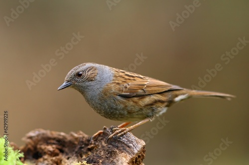 Dunnock bird on the branch