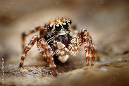 Obraz na plátně Curious jumping spider close up
