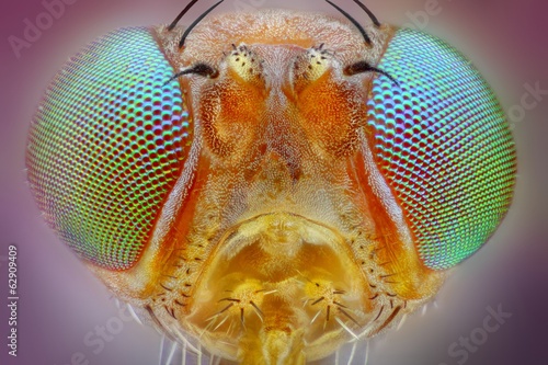 Extreme sharp macro portrait of small fly head