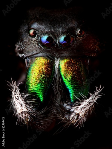 Phidippus audax jumping spider head closeup