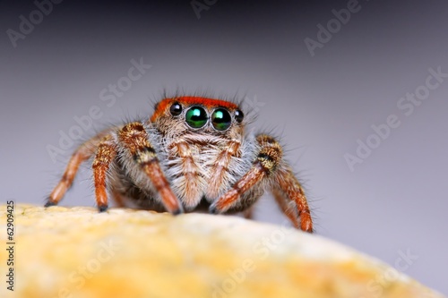 Phidippus whitmani jumping spider closeup