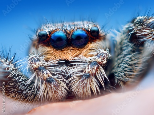 Closeup of Marpissa muscosa jumping spider head