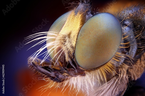 Extreme sharp and detailed view of Robber fly head