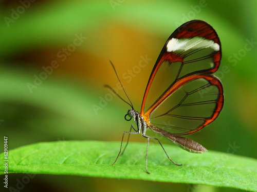 Glass wing butterfly (Greta Oto) photo