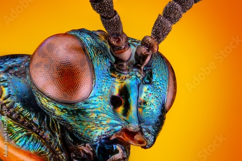 Extreme sharp and detailed view of small metallic wasp © tomatito26