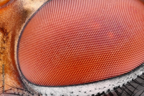 Extreme sharp and detailed fly compound eye surface