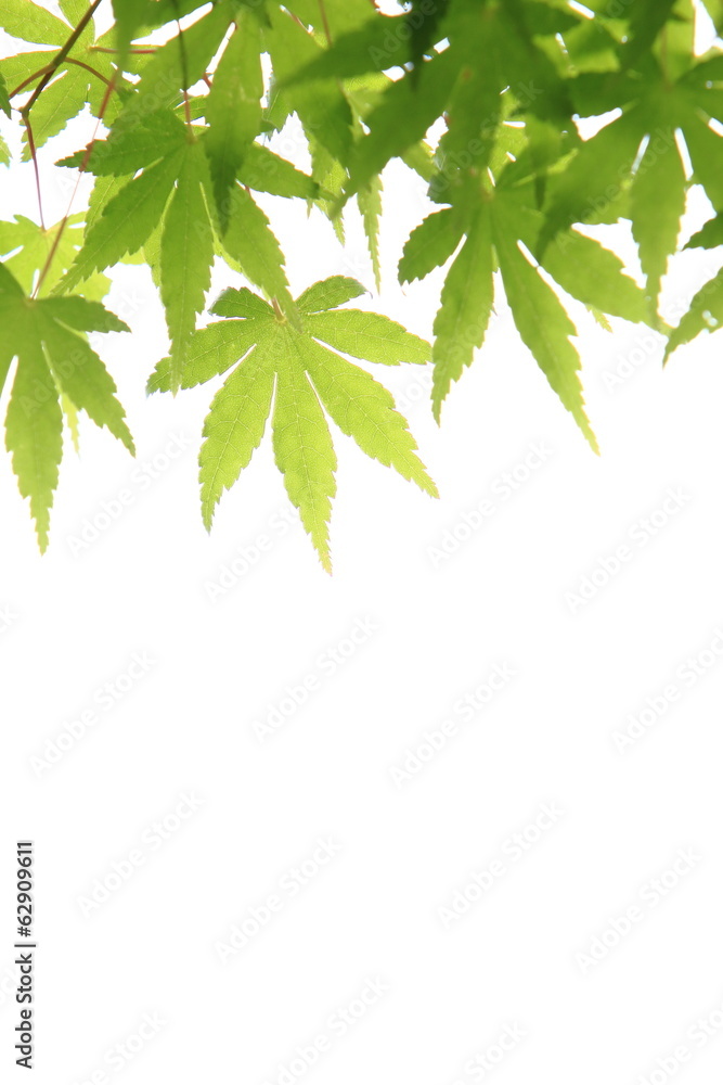 カエデの青葉