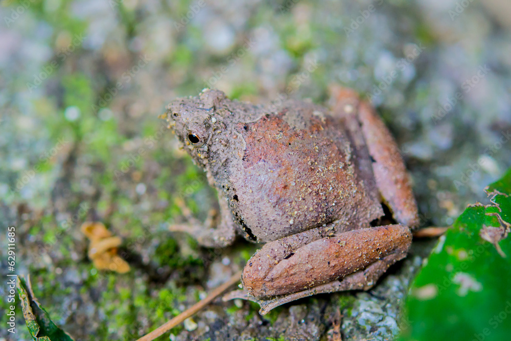 Obraz premium Mountain frog