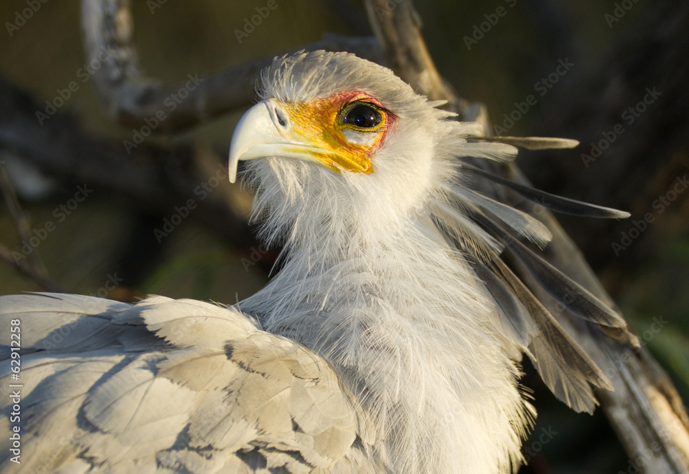 Fototapeta premium Secretary Bird Looks Back Animal Bird Wildlfie