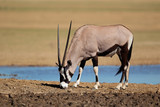 Gemsbok antelope, Kalahari desert
