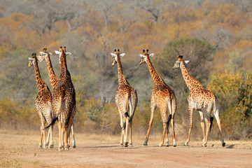 Leinwandbilder Giraffe Giraffenherde in afrikanischer Savanne  © EcoView