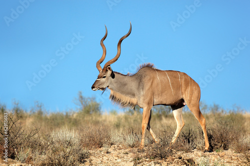 Kudu antelope  Kalahari desert