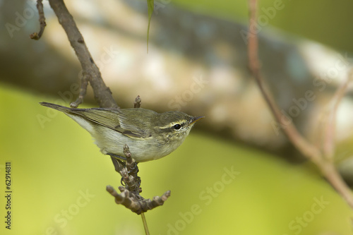 Greenish warbler bird in Nepal photo