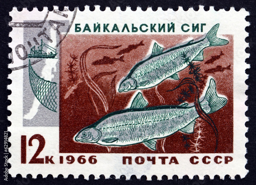 Postage stamp Russia 1966 Two Baikal Whitefish