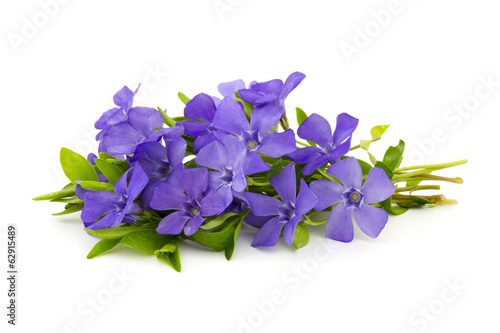 Fototapeta Naklejka Na Ścianę i Meble -  Beautiful spring flowers on white background