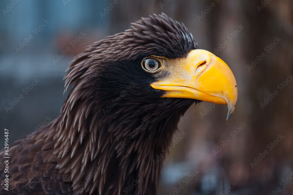 Portrait of a black eagle Portrait of a black eagle