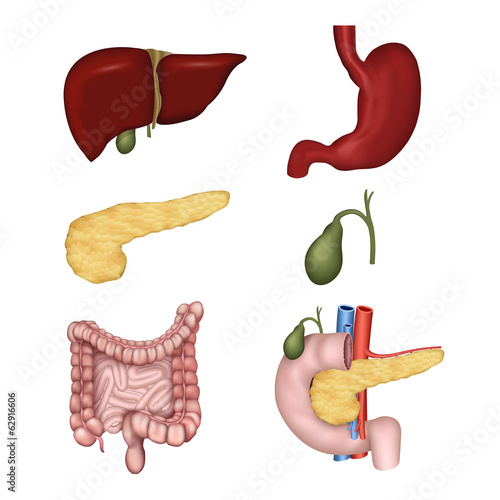 digestive organs, isolated on whithe background