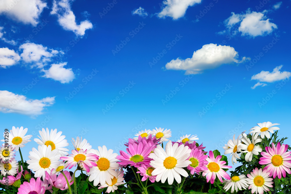Blumenbeet vor blauem Himmel - obrazy, fototapety, plakaty 