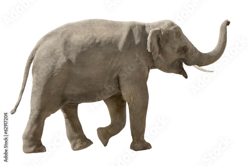 Fr  hlicher Elefant auf wei  