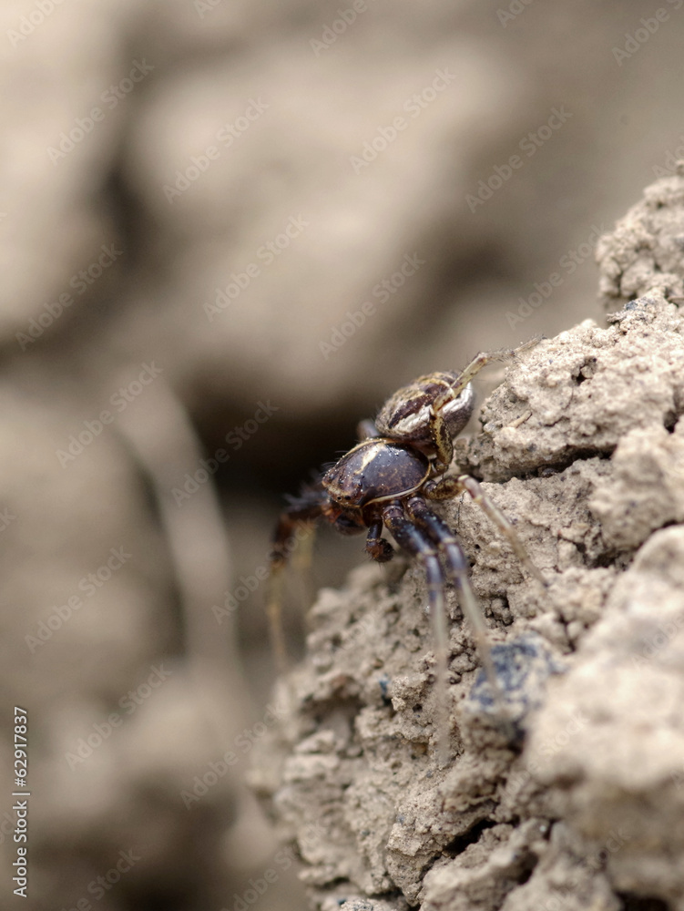 Spider on soil