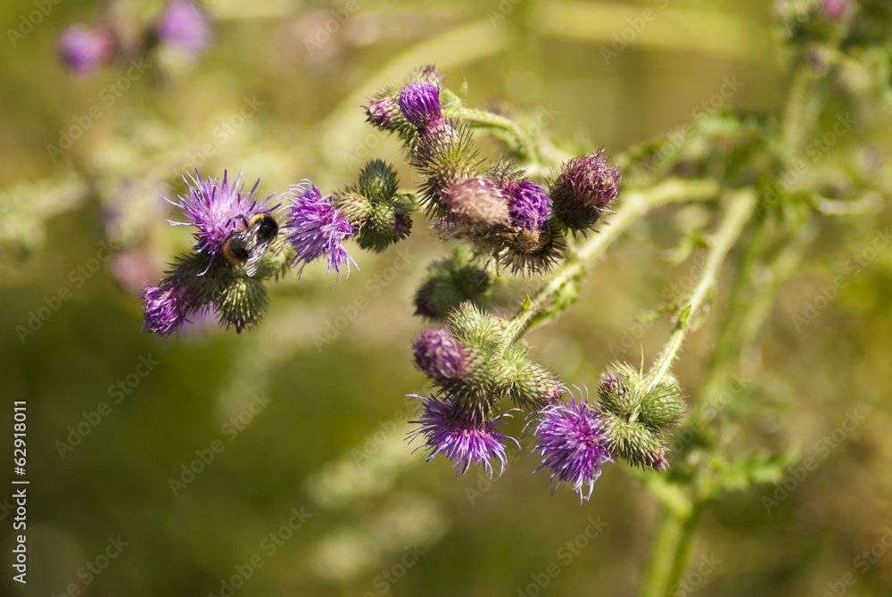 Thistle flower with bumble-bee Thistle flower with bumble-bee
