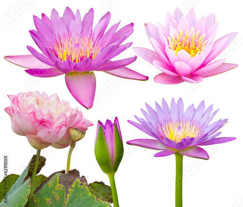 Isolate the side of lotus pink and purple with  beautiful