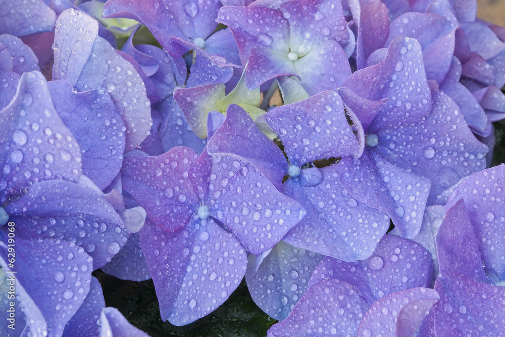Indigo blue hydrangea.Macro. Indigo blue hydrangea.Macro.
