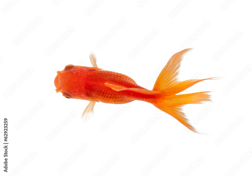 Close up of goldfish swimming in fishbowl, isolated on white Close up of goldfish swimming in fishbowl, isolated on white