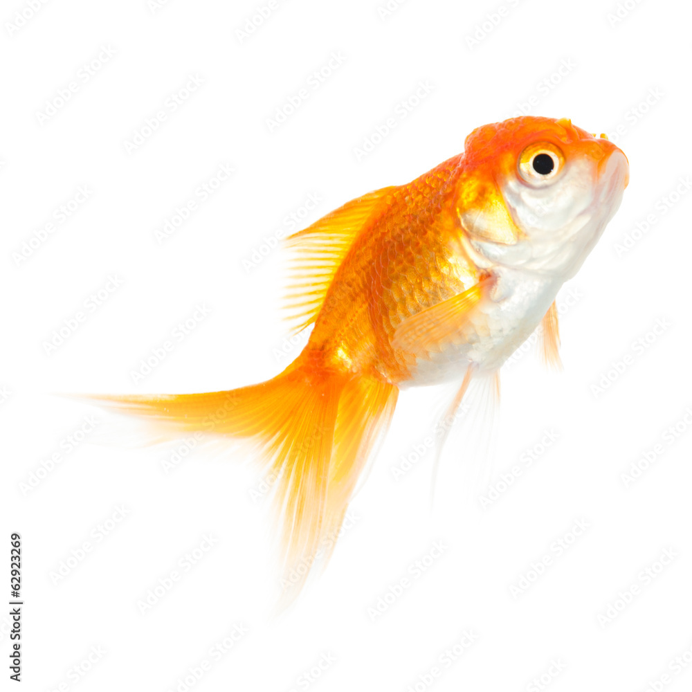 Close up of swimming goldenfish, isolated on white Close up of swimming goldenfish, isolated on white