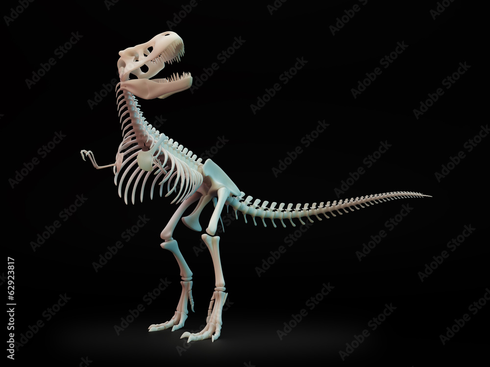 Tyrannosaurus rex skeleton. Tyrannosaurus rex skeleton.